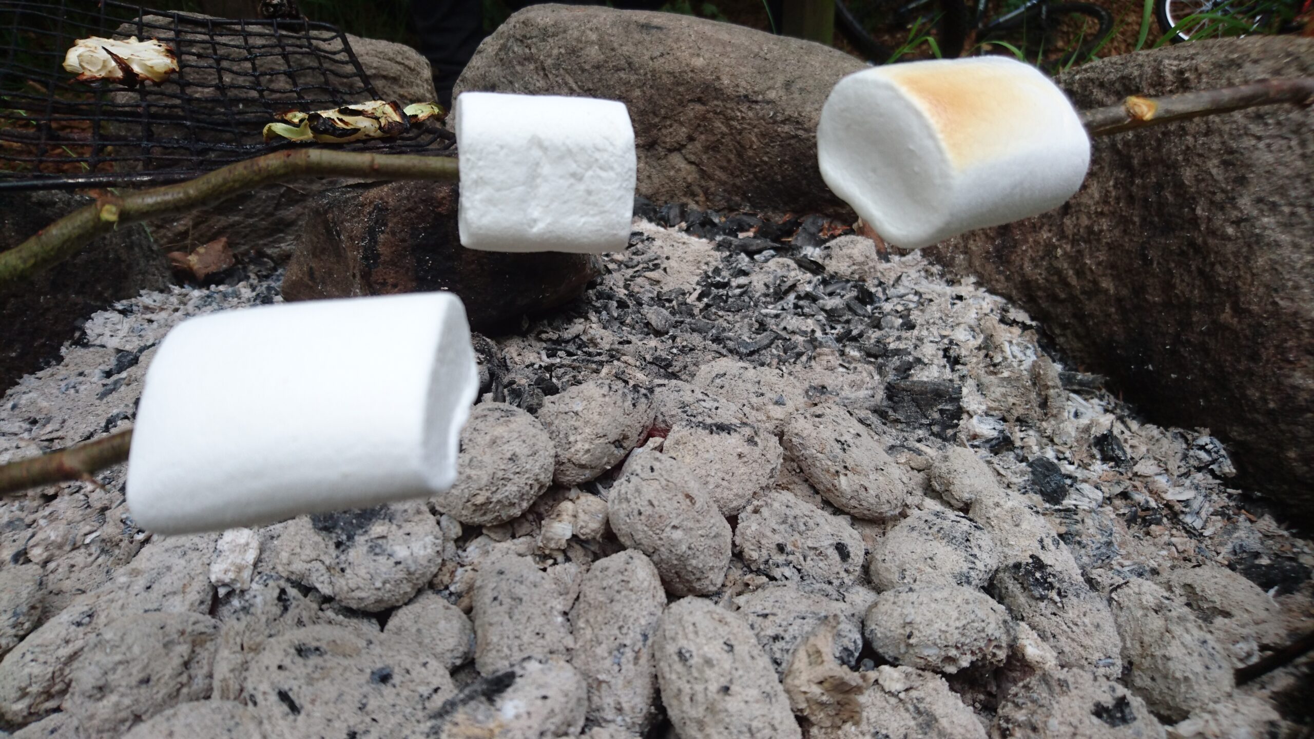 Mmm ... marshmallows i Tockabjär.