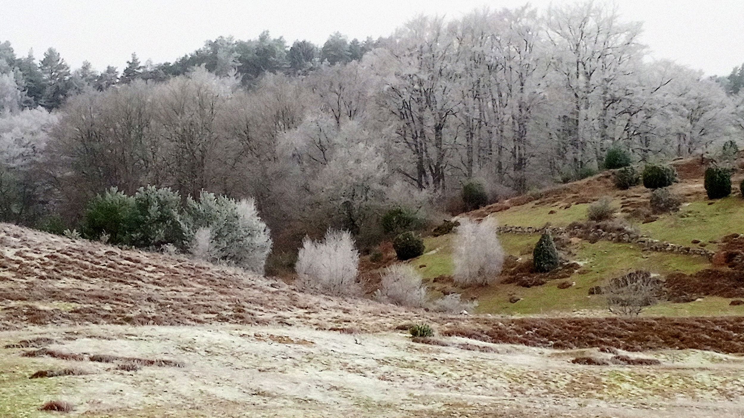 Frost på norra Brösarps backar. Foto Lena Wallin